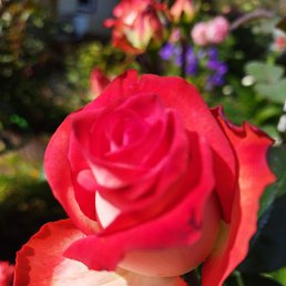 �����, ������, 37 ���