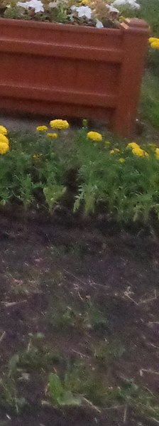 �����, ���������� �����, 34 ����