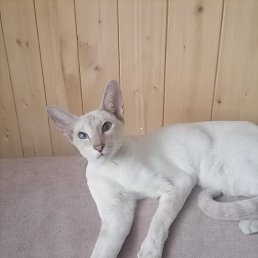 ������, ������, 53 ����