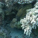  Tiger, , 72  -  28  2023   memory Hurghada