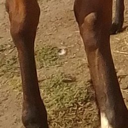 �������, ������, 56 ���