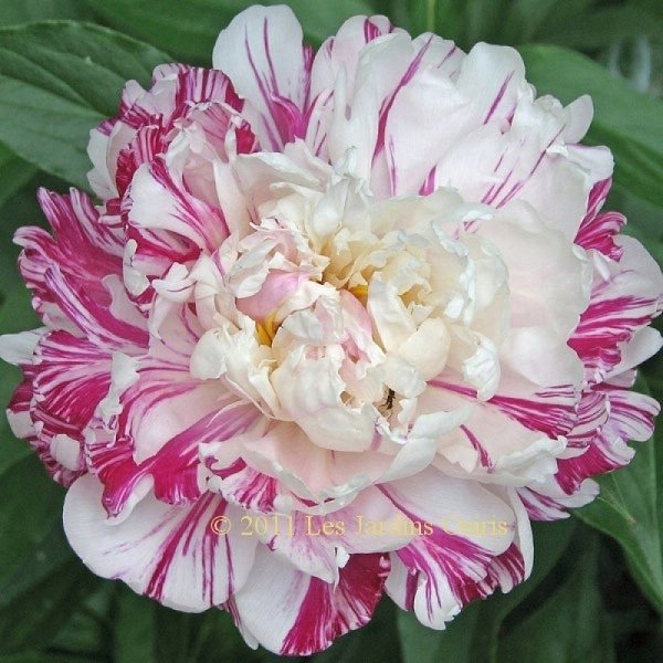 ap MEPATOPCKE OH  oca. eo, ooopc c poepe aao o ... - 3