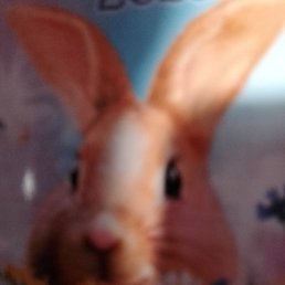 �����, ���������, 46 ���