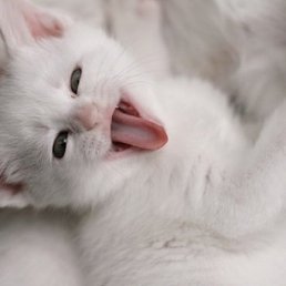 ����, ������, 53 ����