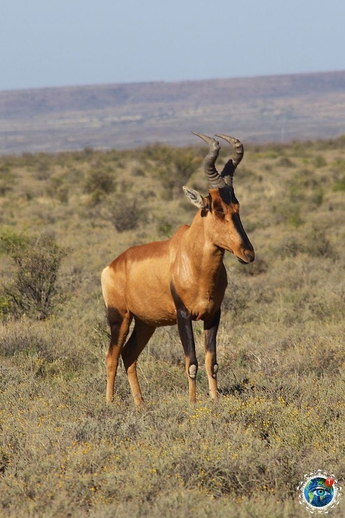 aaa.aaa (a. lclaphus caama)   eoa  ceeca oopo (Bovida).a ea o ...