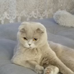 �����, ������, 37 ���