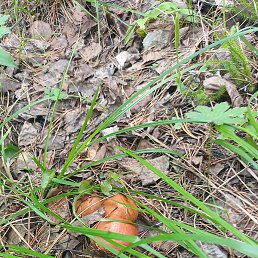 �����, ������, 44 ����