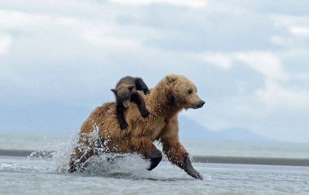    .        Katmai National Park ...