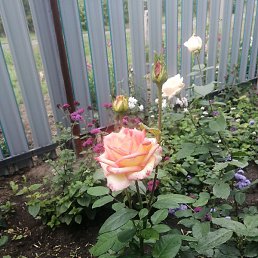 �����, ����, 55 ���