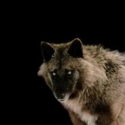 ������, ������������, 51 ���