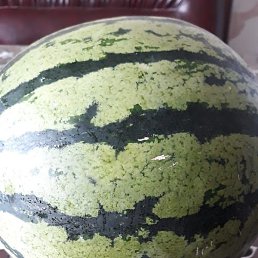 ��������, ��������, 57 ���