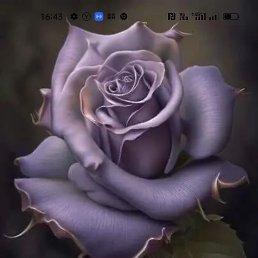 ����, ������, 52 ����