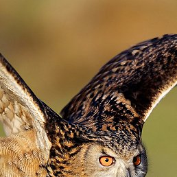 ���������, ��������