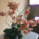 ���� �����, ������ ��������, 52 ���� - ��������� 17 ������� 2023 � ������ ���� ����������