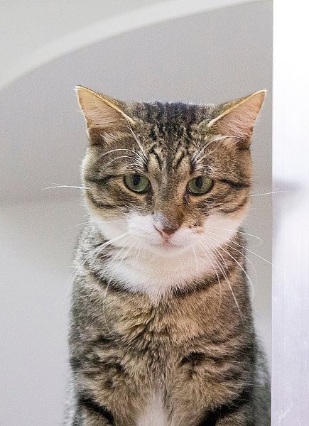 #вДобрыеРуки@40cats.Москва и МО. Котик по имени Сырник ищет себе людей для любви Этот мальчишка ... - 6