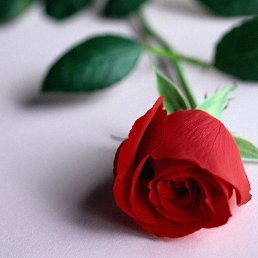 ����, �����, 51 ���