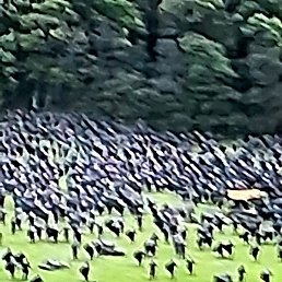 Bikash, �����������, 31 ���