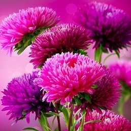 Alla, ��������