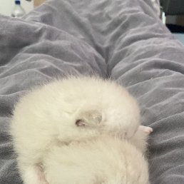 ���� �������, ���������, 50 ��� - ��������� 23 ���� 2023