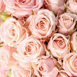 �����, ������, 35 ���