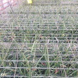 ���� ���������, ����������� ����, 50 ��� - ��������� 14 ����� 2023