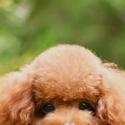 Laylo, �����, 20 ���