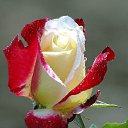  Goschasinto, , 42  -  2  2023    