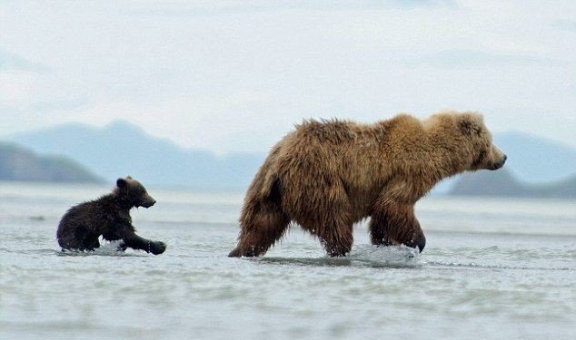    .        Katmai National Park ... - 3