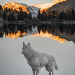 Avag, ������, 39 ���