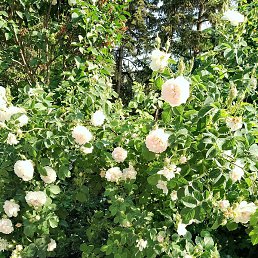 �����, ������, 51 ���