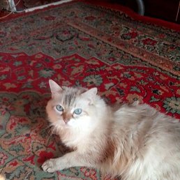 �����, �����������, 57 ���