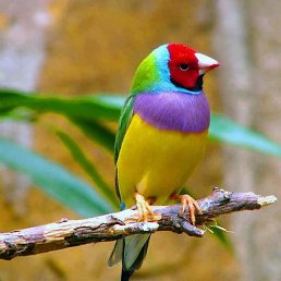 ��������, ���������, 72 ����