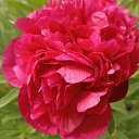 ����� ������ �� ������� �������