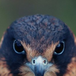 ����, �������, 49 ���