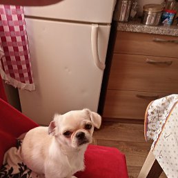 ������, ������, 51 ���