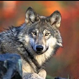 ����, �����, 41 ���