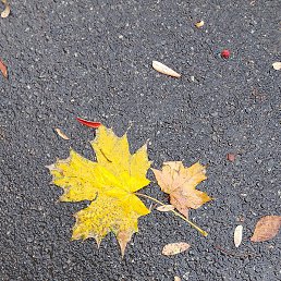 �����, ���������, 46 ���