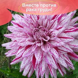 ����, �������, 54 ����