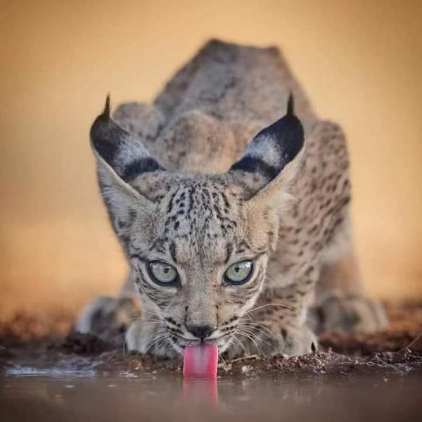 Иберийская рысь (Lynx pardinus).Известна также как испанская или иберийская. Исторический ареал ...
