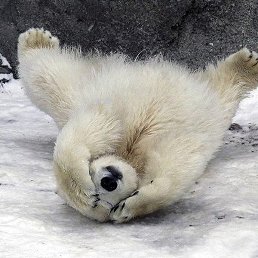 Aizak, ������, 41 ���