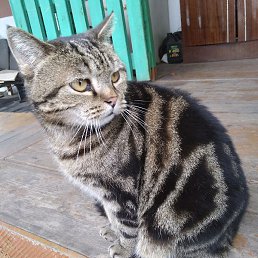 ��������, ������, 71 ���