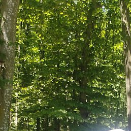 Petru, �������, 62 ����