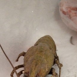 �������, ������, 39 ���