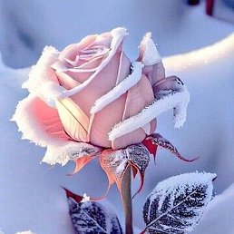 Bahodir, �����������, 38 ���