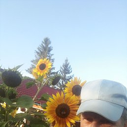 ��������, ���������, 54 ����