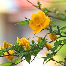 ������, ����, 56 ���