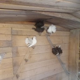 ���� ����, ��������, 43 ���� - ��������� 23 ���� 2023