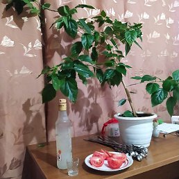 ������, ������, 43 ����