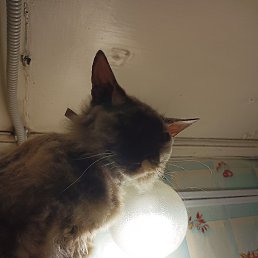 ��������, ������, 38 ���