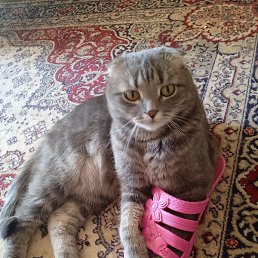 ���������, �����, 71 ���